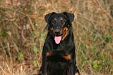 BEAUCERON 1038